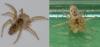 Oecobius sp.